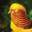 Birds Sounds and Ringtons