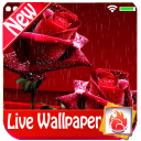 Red Rose Live Wallpaper 2019, Red Rose Background