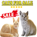 Best kittens for sale
