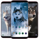 Siberian Husky Wallpaper