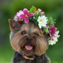 Dogs & puppies Wallpapers HD+