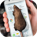 Mouse on Screen Scary Joke