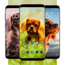 Cocker Spaniel Wallpaper